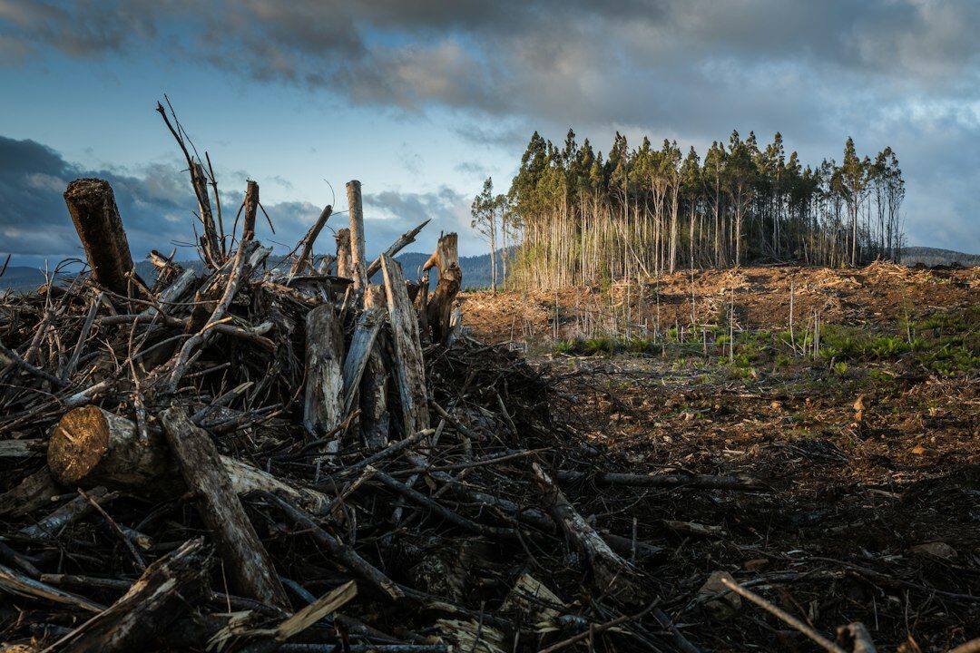 corporate deforestation