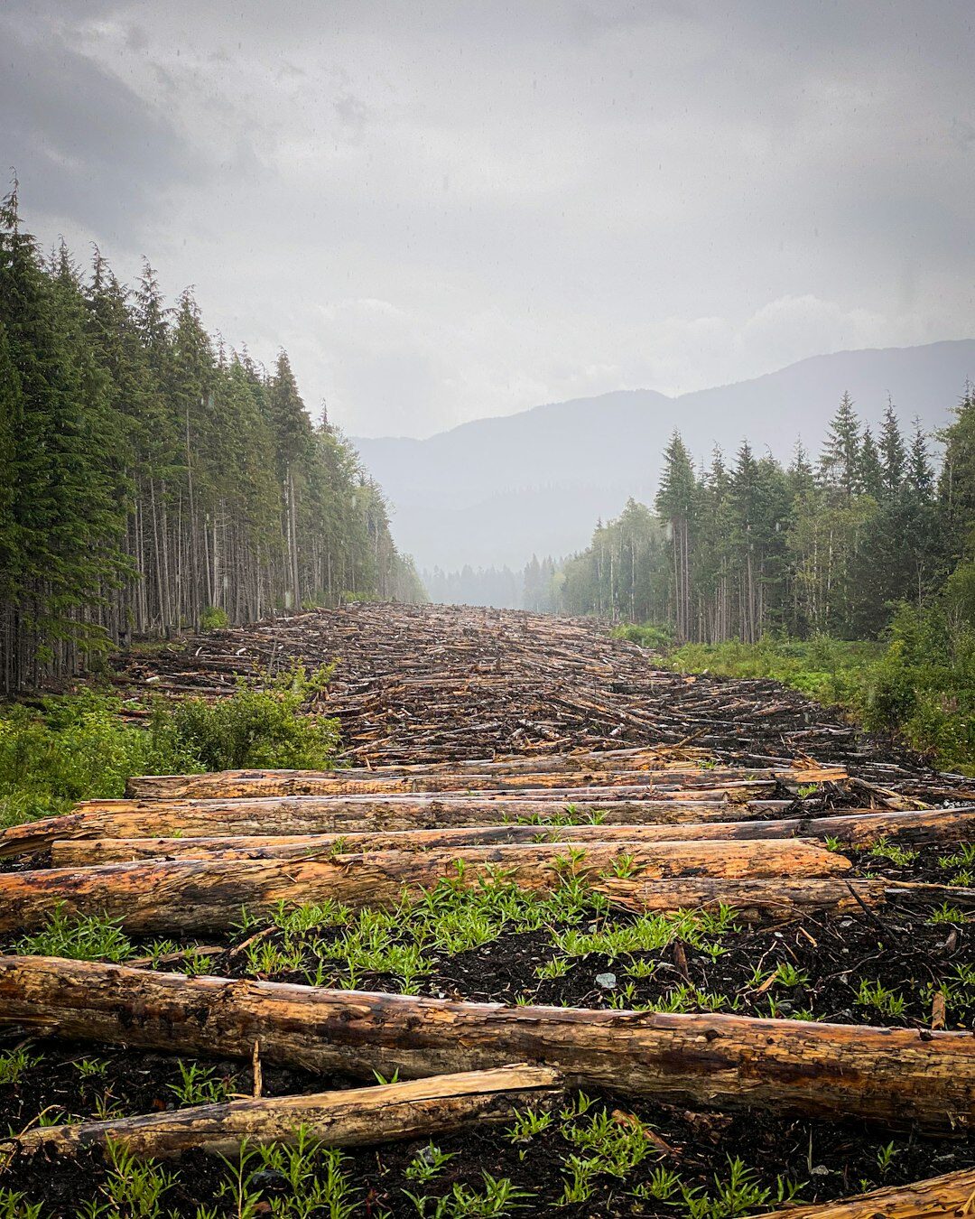 corporate deforestation